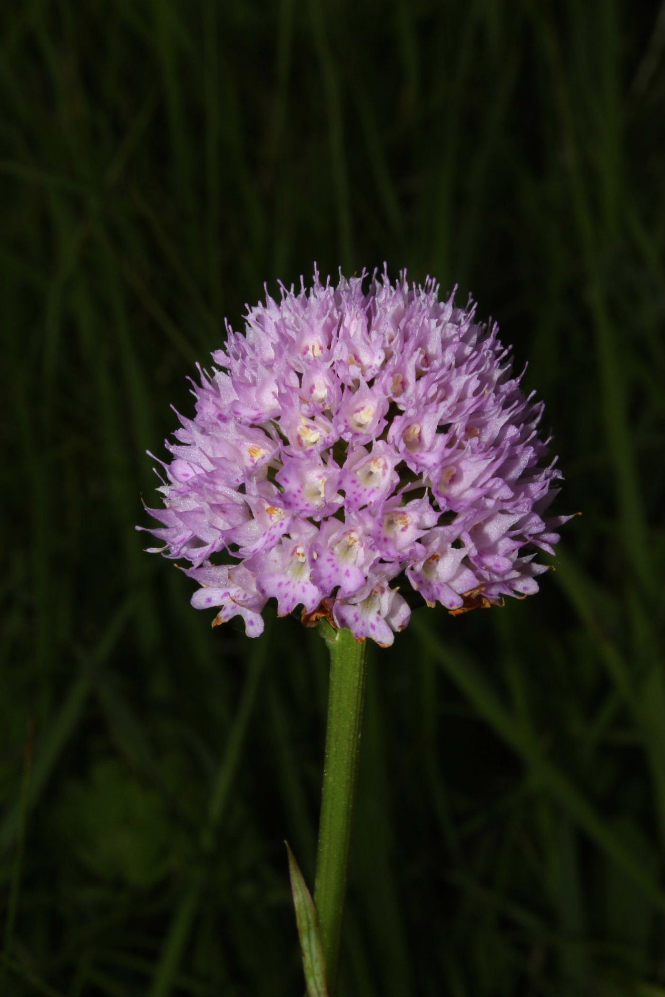 Traunsteinera globosa / Orchide dei pascoli